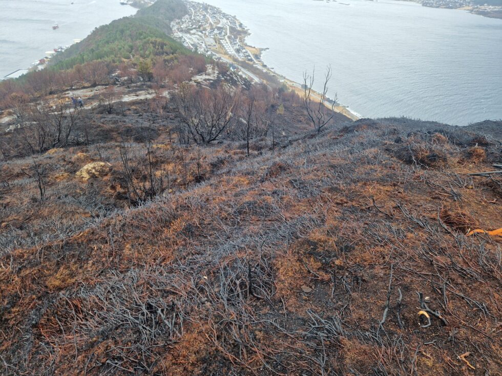 Hessabrannen sukkertoppen etter brannen. Foto: Olav Lillebø